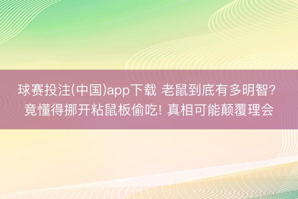 球赛投注(中国)app下载 老鼠到底有多明智? 竟懂得挪开粘鼠板偷吃! 真相可能颠覆理会