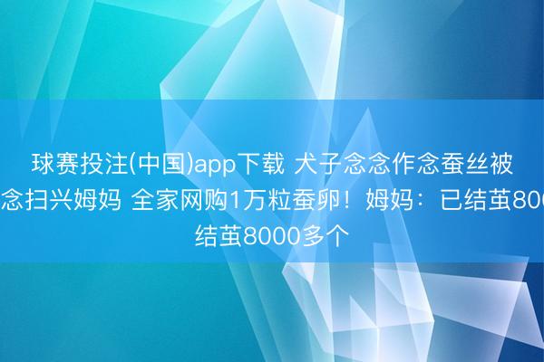 球赛投注(中国)app下载 犬子念念作念蚕丝被，不作念扫兴姆妈 全家网购1万粒蚕卵！姆妈：已结茧8000多个
